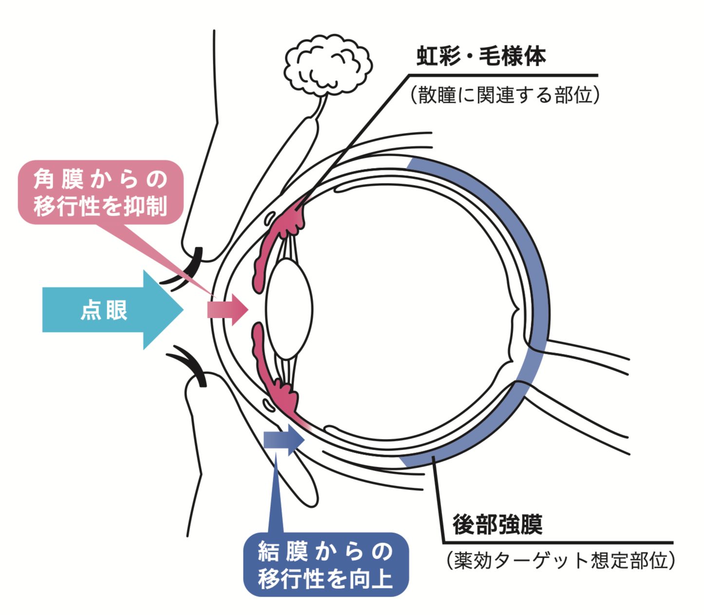 リジュセアミニ点眼液0.025％設計コンセプト